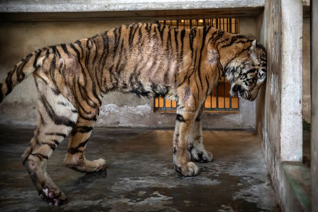 <p>WFFT/Amy Jones</p> Emaciated tiger Salamas at a tiger farm before her rescue by the Wildlife Friends Foundation Thailand