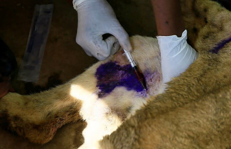 A wildlife veterinarian takes samples from a malnourished lion inside its cage at the Al-Qureshi Park in Khartoum