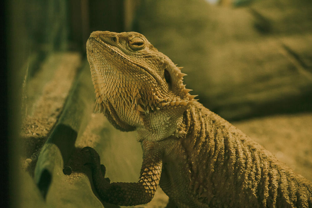 Bearded dragon abandoned during cold snap saved - BBC News