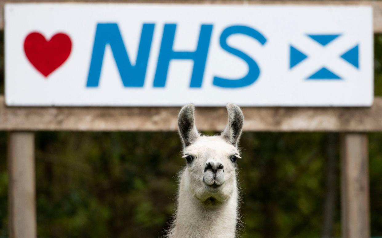 Bonnie the Llama grazes in front of a sign supporting the NHS. Scientists say llama antibodies could help in the fight against Covid-19 - Jane Barlow/PA Wire