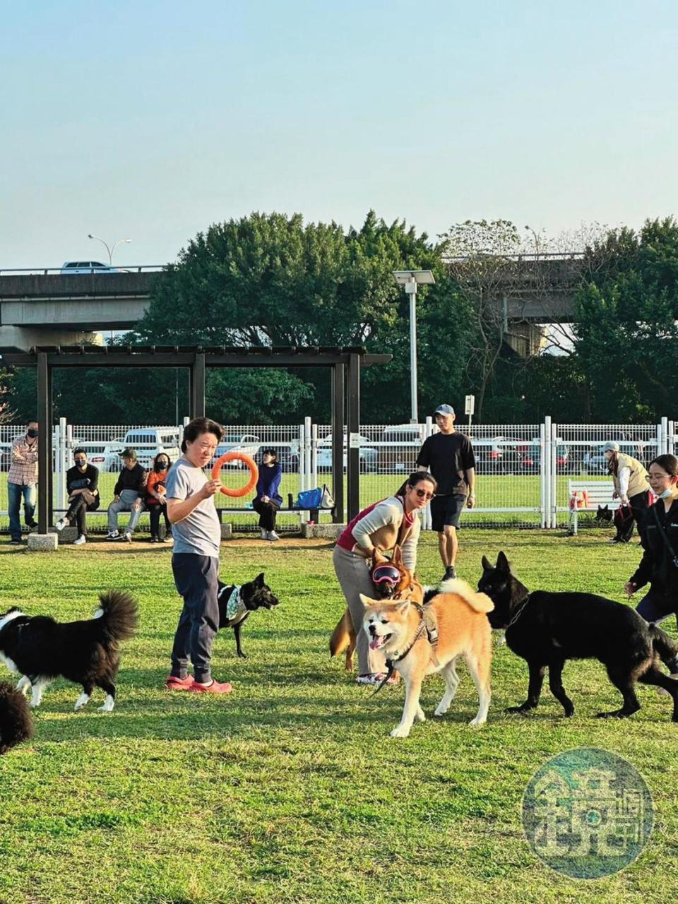 李蒨蓉（右二）和老公（左）2人現身迎風河濱狗運動公園，帶訓練玩具和狗互動。（讀者提供）