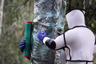 Wearing protective suits, Washington State Department of Agriculture workers finish wrapping a tree in plastic after working to eradicate a nest inside of Asian giant hornets Saturday, Oct. 24, 2020, in Blaine, Wash. Scientists in Washington state discovered the first nest earlier in the week of so-called murder hornets in the United States and worked to wipe it out Saturday morning to protect native honeybees. Workers with the state Agriculture Department spent weeks searching, trapping and using dental floss to tie tracking devices to Asian giant hornets, which can deliver painful stings to people and spit venom but are the biggest threat to honeybees that farmers depend on to pollinate crops. (AP Photo/Elaine Thompson)
