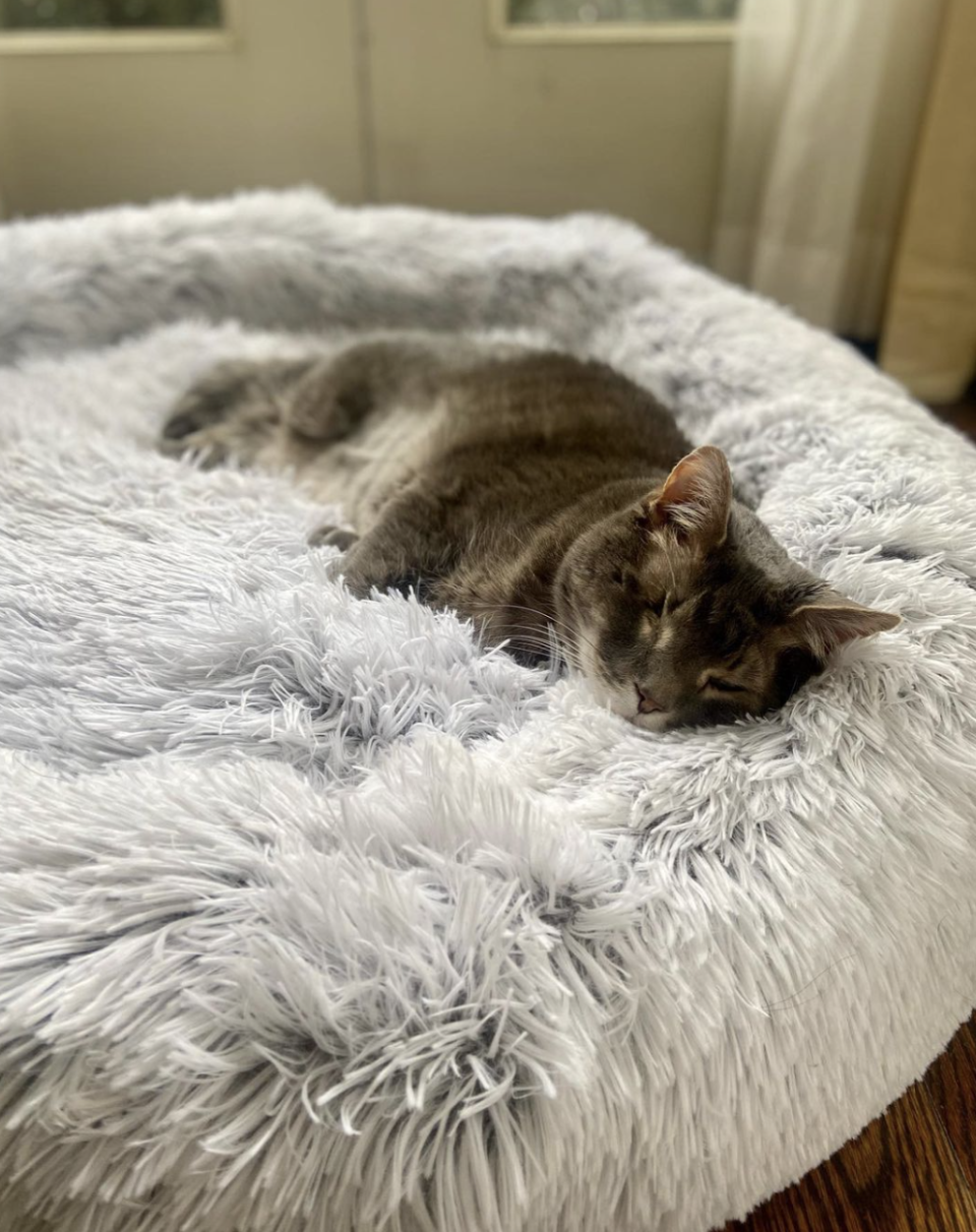 cat lying on a blanket