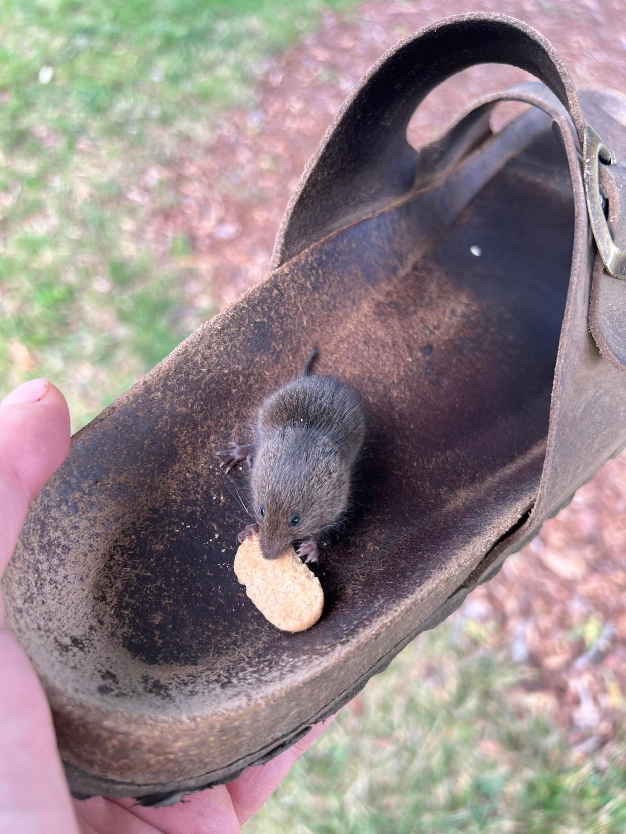 This shrew was found on Imagination Station playground in Oconomowoc on Friday, Aug. 18, by a man who happened to be there. It's unknown if this is the small rodent that prompted a concern resulting in the temporary closing of the playground on Aug. 21.