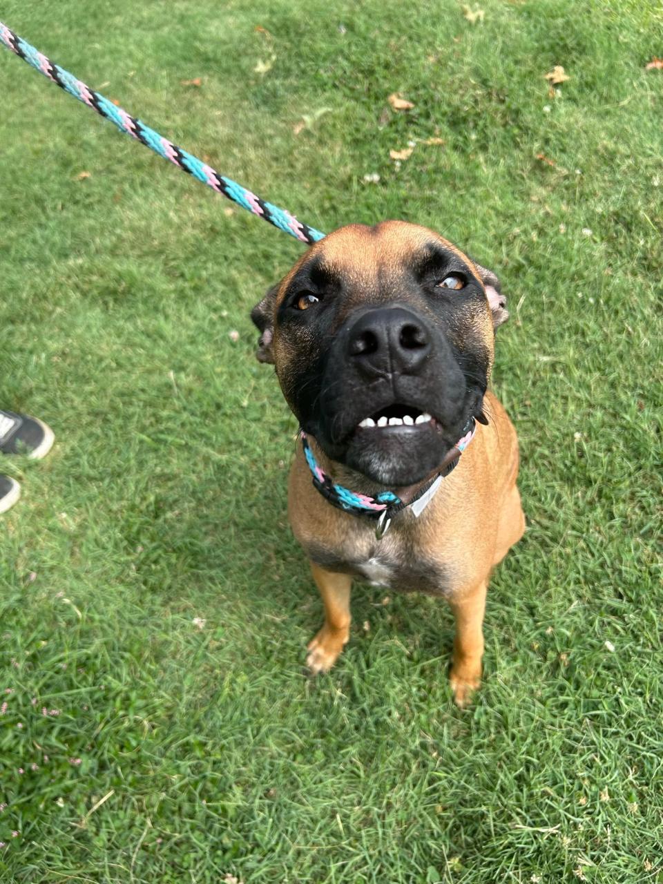 Anchor, age 1, is a Pit Bull Terrier Mix available for adoption at Kentucky Humane Society