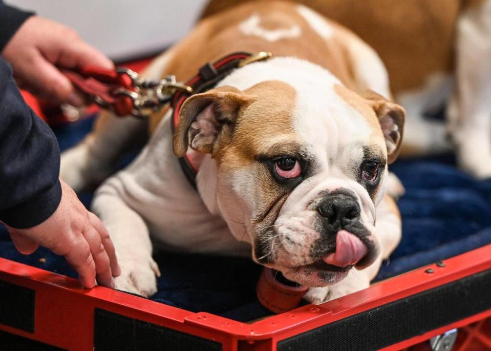 Victor E. Bulldog IV is introduced as Fresno State University’s newest live mascot during a press conference at the Smittcamp Alumni House at Fresno State on Tuesday, Nov. 29, 2022. Victor E Bulldog IV will officially take over for the retiring Victor E. Bulldog III during a changing of the collar ceremony in the spring.