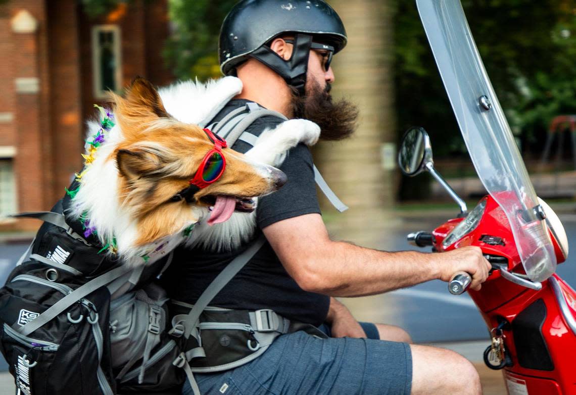 A collie named Miss Betty White rides on the back of a Vespa in a backpack with her owner Dave Cunningham, on Thursday, July 22, 2021, in Durham, N.C.