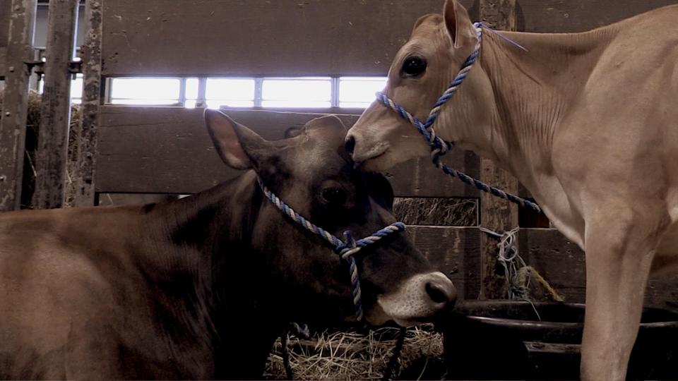 STLL FROM VIDEO: A cow and her calf at the 2023 Kentucky State Fair