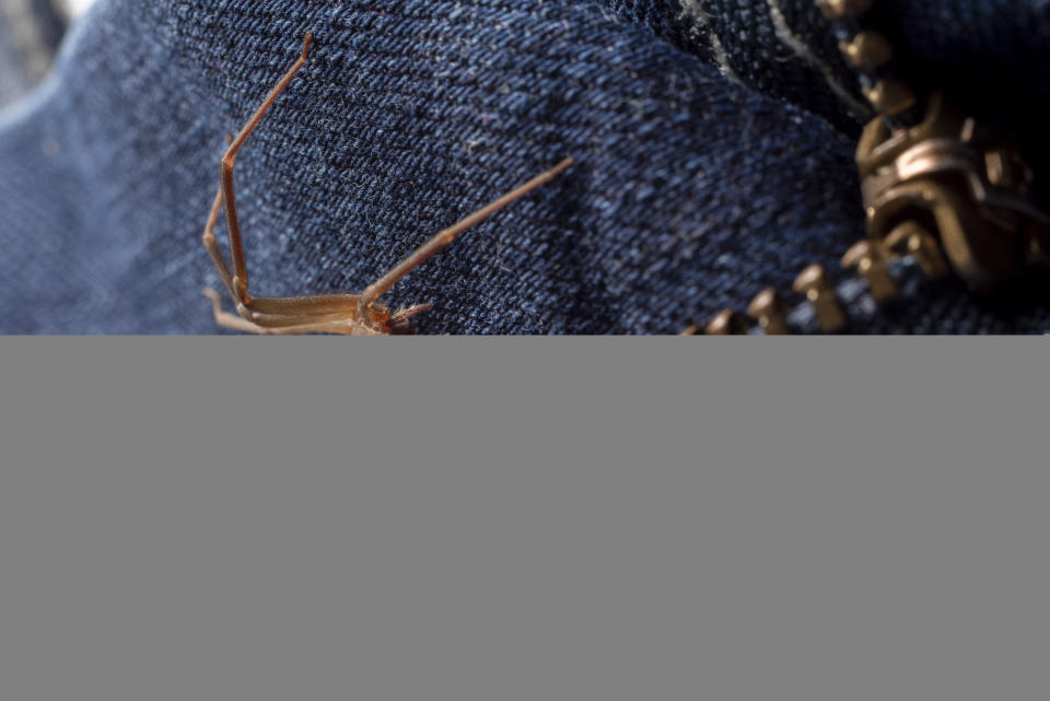 a brown recluse spider hiding inside a pair of jeans