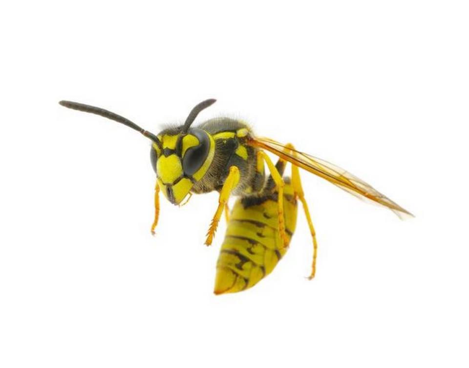 Paper wasp