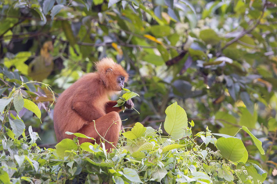 丹濃谷保護區的Red Leaf Monkey（Photo by Gunter Fischer/Education Images/Universal Images Group, Image Source : Getty Editorial）