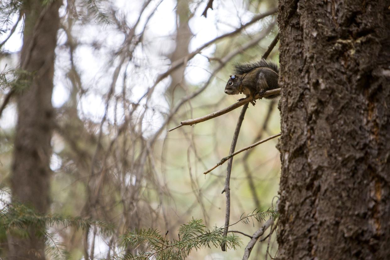 A Mount Graham red squirrel holds onto a tree branch on Tuesday, Nov. 7, 2017, in the Coronado National Forest.