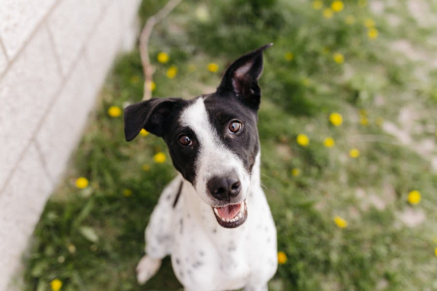 Photos of adoptable dogs at West Valley Animal Services. (West Valley Animal Services)