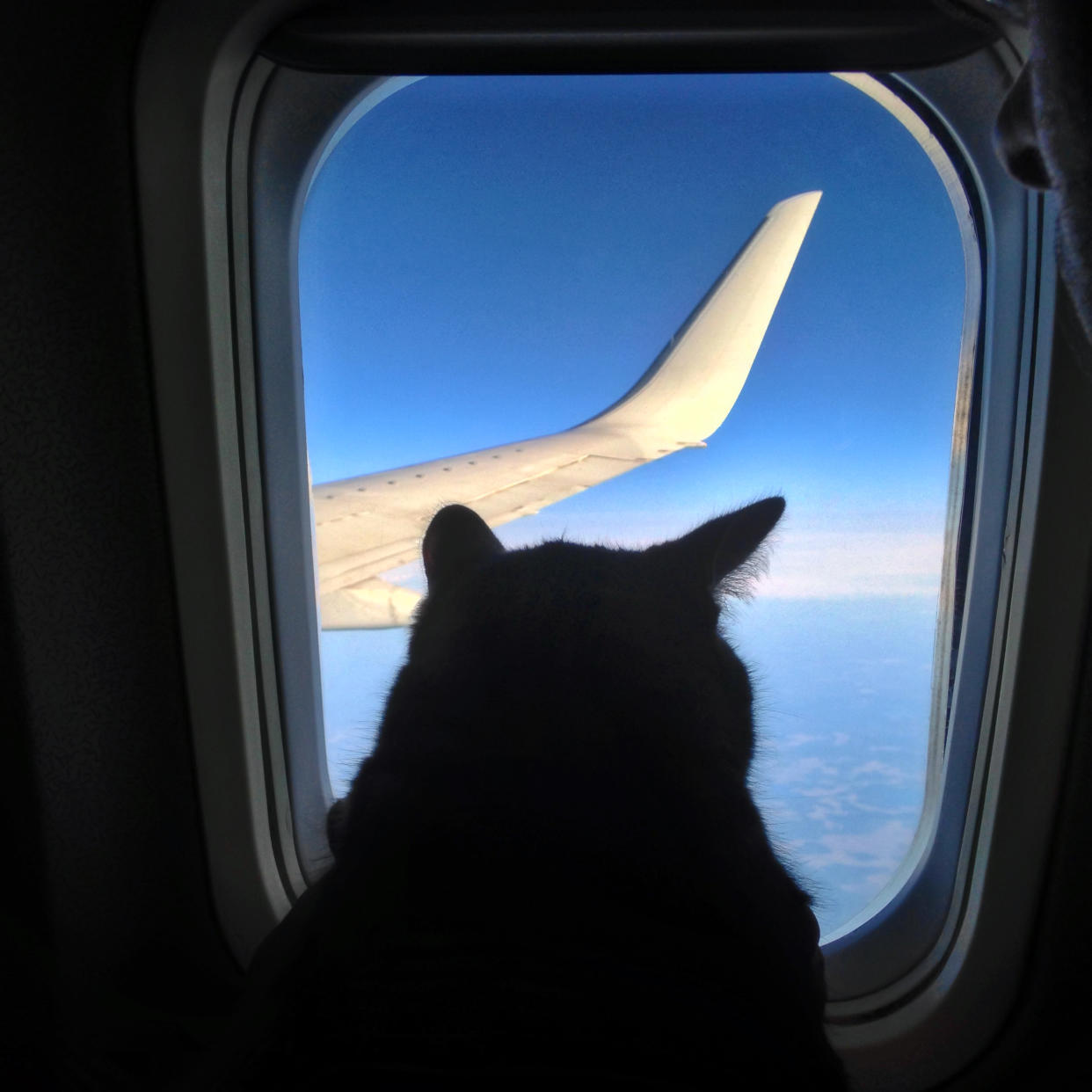 Vielleicht wollte der blinde Passagier nur auch mal die Aussicht von oben genießen. (Symbolbild: Getty)