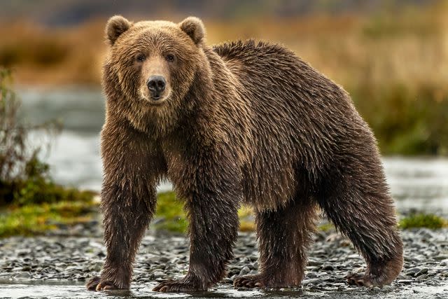 <p>Getty</p> Preparing for hibernation, these bears worked their way upstream in search of salmon and salmon eggs.