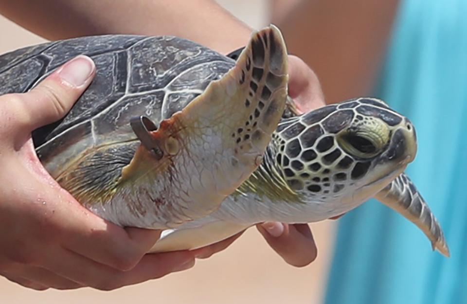 A Florida Aquarium team member holds one of eight green sea turtles to be released back into the Atlantic Ocean, Wednesday, June 26, 2024, at the Standish Drive beach access ramp in Ormond Beach.