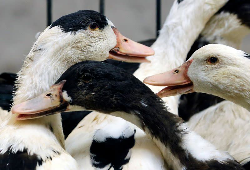 FILE PHOTO: Mulard ducks are pictured at a poultry farm in Montsoue as France continues a massive cull of ducks in three regions most affected by a severe outbreak of bird flu