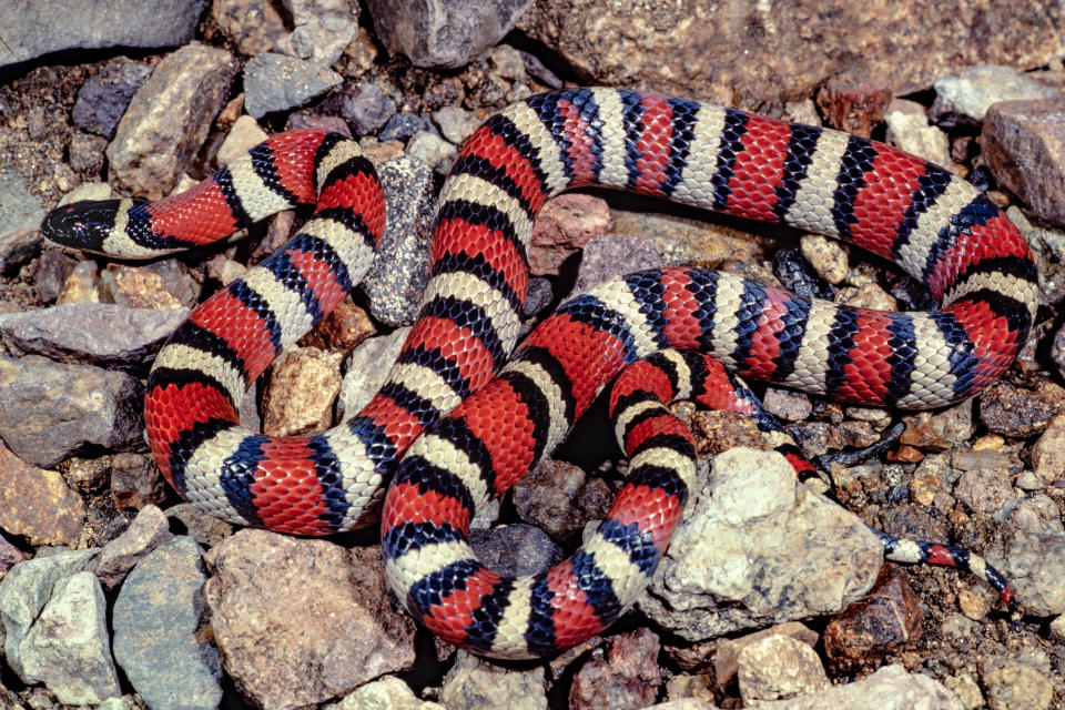 Lampropeltis zonata king snake