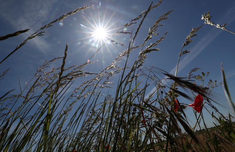 FILE PHOTO: The sun shines in a field in Diksmuide