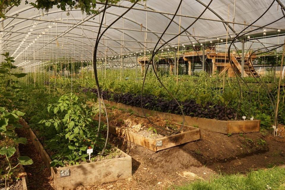 Growing under glass at Bec Hellouin Farm. (Photo: Frédéric Sauvadet)