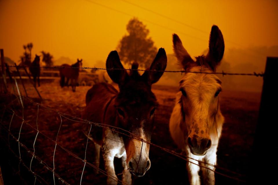 Bushfire animals 10.JPG