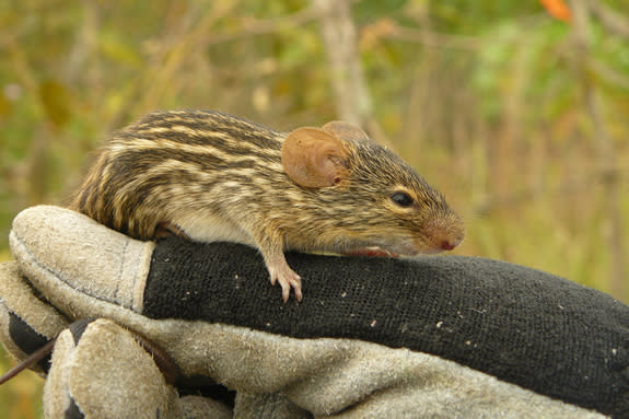 A rodent collected during fieldwork by the Central African Biodiversity Alliance in Gabon.