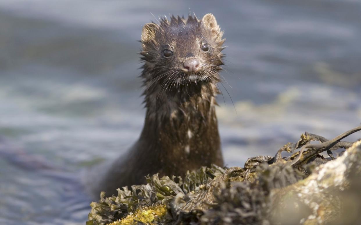 Mink, along with otters, are believed to be the prime suspects because they store dead prey for later consumption