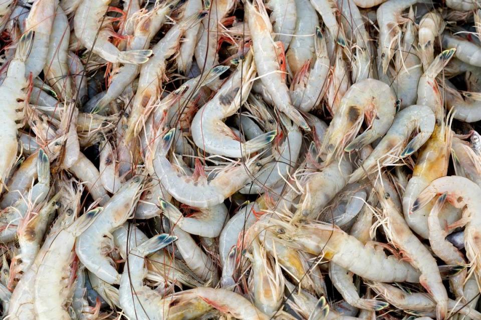 A haul of fresh shrimp from commercial fisherman Buddy Guindon’s boat in Galveston Oct. 6, 2019. After a day on the beach, a shrimp boil would be fun way to end the day in this coastal town. JACK THOMPSON/The New York Times