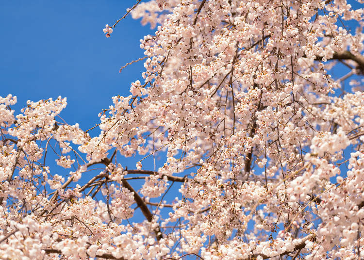 The weeping cherry tree is lit up from sunset to midnight when it is in full bloom every year (dates vary)