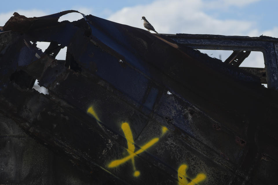 A bird sits atop burnt rubble in Zone 11A on Dec. 7, 2023, in Lahaina, Hawaii. The area reopened Monday, Dec. 11, to residents and owners with entry passes. (AP Photo/Lindsey Wasson)