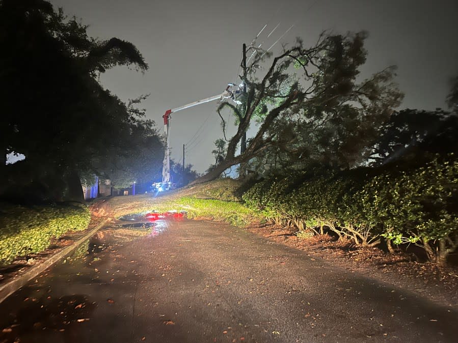 The fallen tree on Old Shell Road. (Jeremy Jones, WKRG News 5)