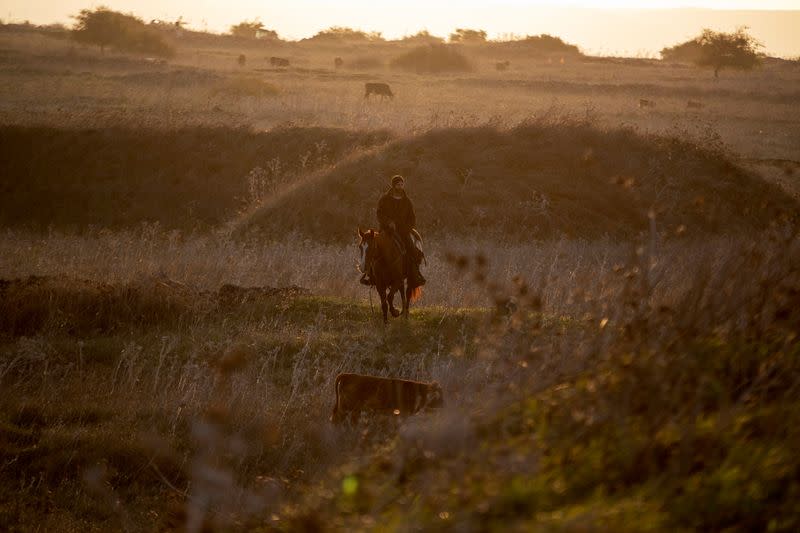 Droves by drone: Israeli cow-herders turn to flying tech to boost efficiency