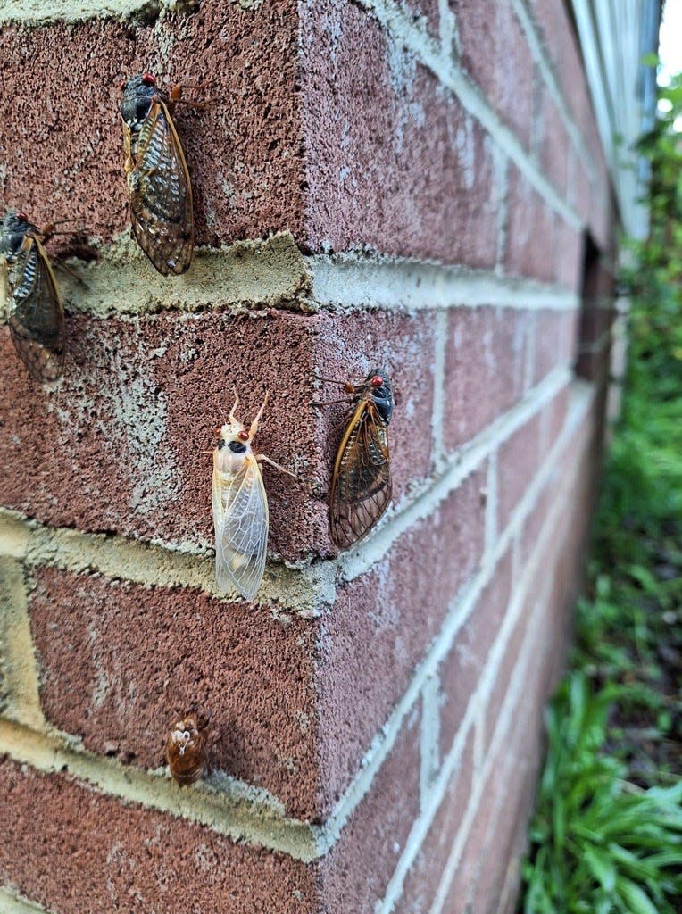 Elena Rose Gregg captures a group of cicadas climbing up a brick wall.