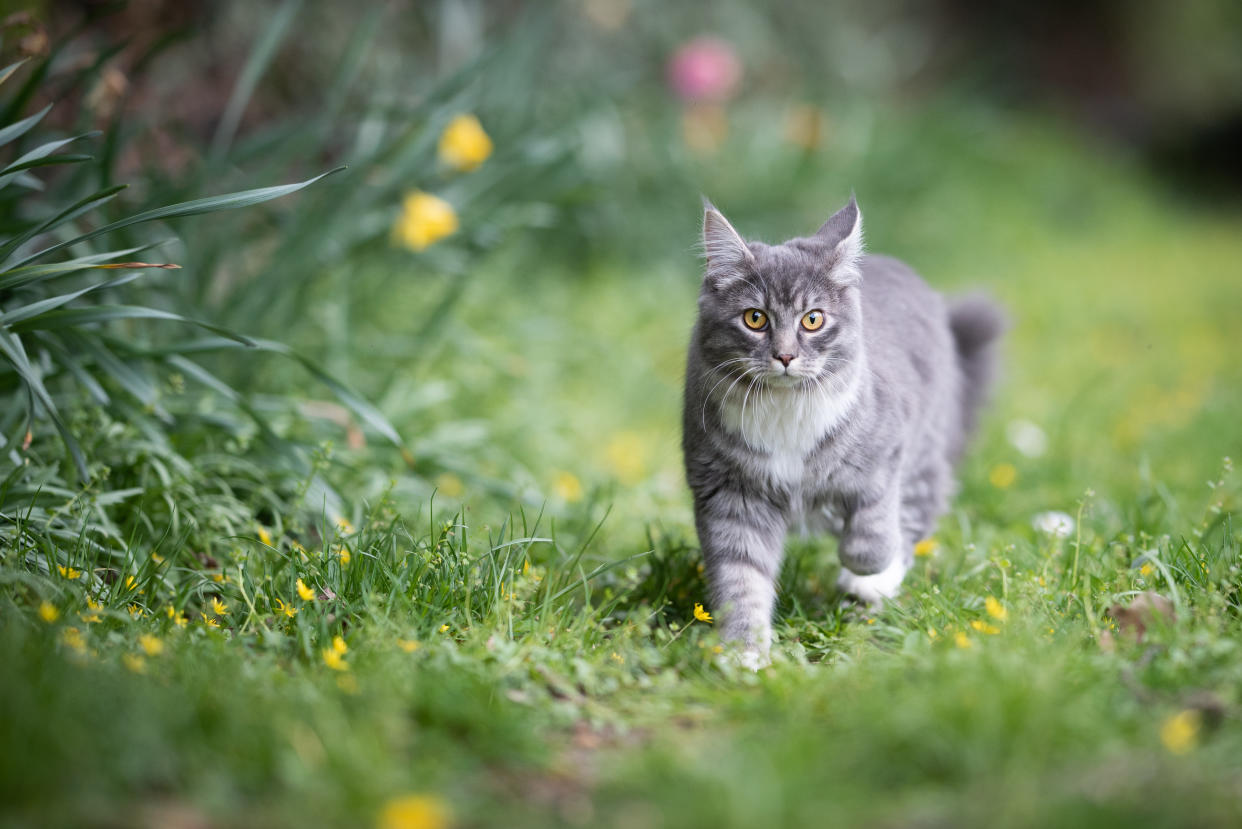 blue tabby maine coon cat on the move in the back yard looking at camera surrounded by yellow flowers on the lawn