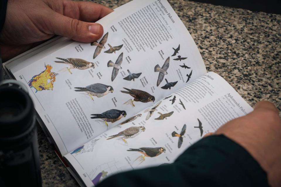 “I was part of the big craze with the owls in Central Park,” DiMarino said proudly of branching out into birding. Stefano Giovannini