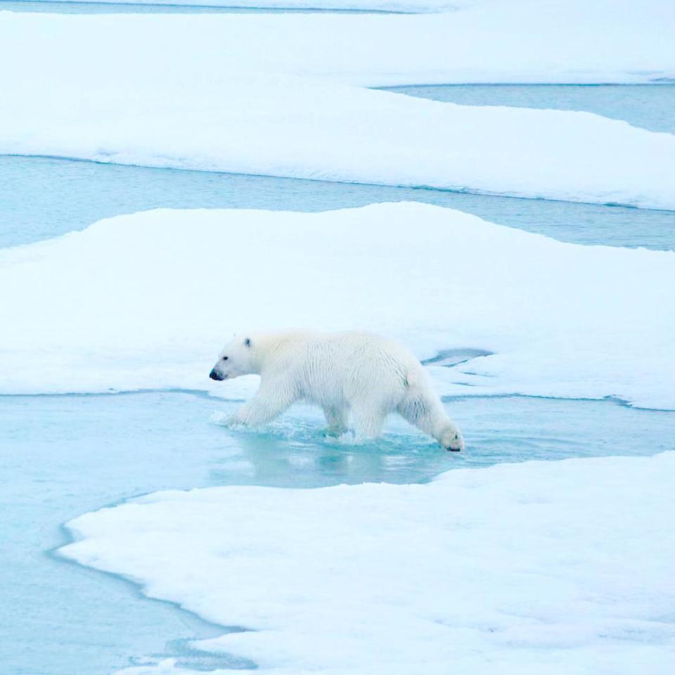 北極之旅有機會在旅途中看見北極熊。（佳繽旅行社提供）