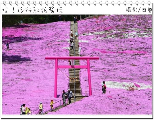 東藻琴芝櫻公園怒放超級滿開 撲天蓋地席捲而來的粉紅浪漫櫻花雪 一生一定要來朝聖一次的日本秘境