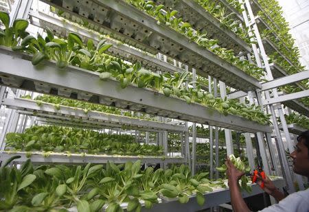 A worker harvests fresh produce from a tower at Sky Greens vertical farm in Singapore July 30, 2014. REUTERS/Edgar Su