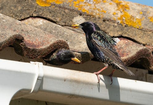 <span class="caption">Starlings and other birds like to nest in house eaves.</span> <span class="attribution"><span class="source">Tony Skerl/Shutterstock</span></span>