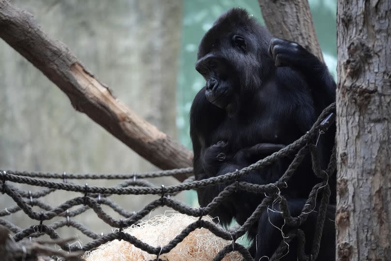 10-year-old gorilla Duni holds her newborn baby at the Zoo in Prague, Czech Republic