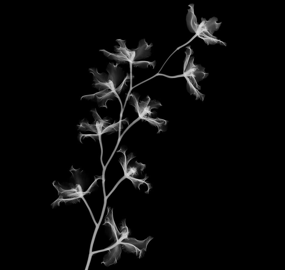 Fascinating X-ray photographs by Nick Veasey svkg 210612