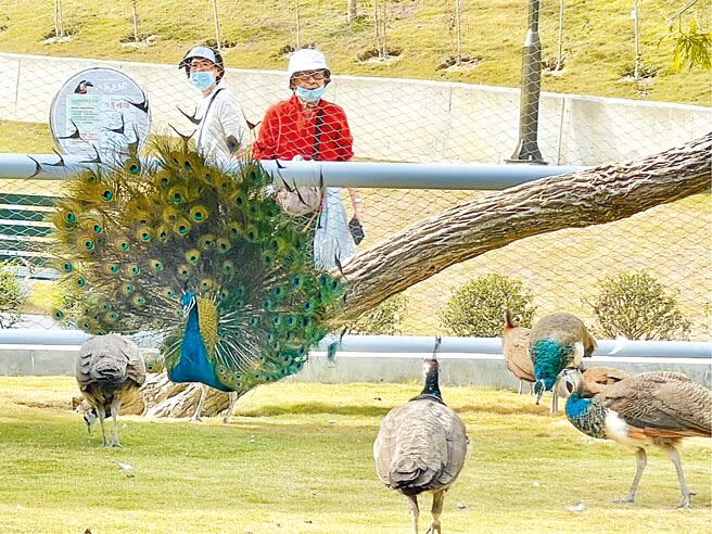 遊客走進南投九九峰動物樂園的天網鳥籠，感受群鳥在身邊飛舞、鳴叫，甚至有孔雀在你面前開屏，大跳求偶舞。（楊靜茹攝）