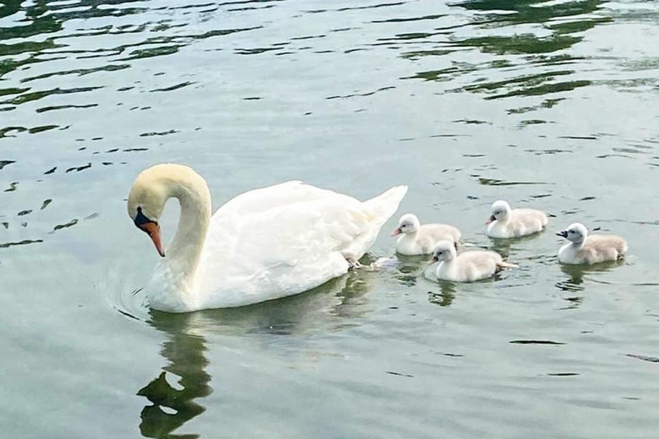 cygnet numbers in London drop by 40 per cent