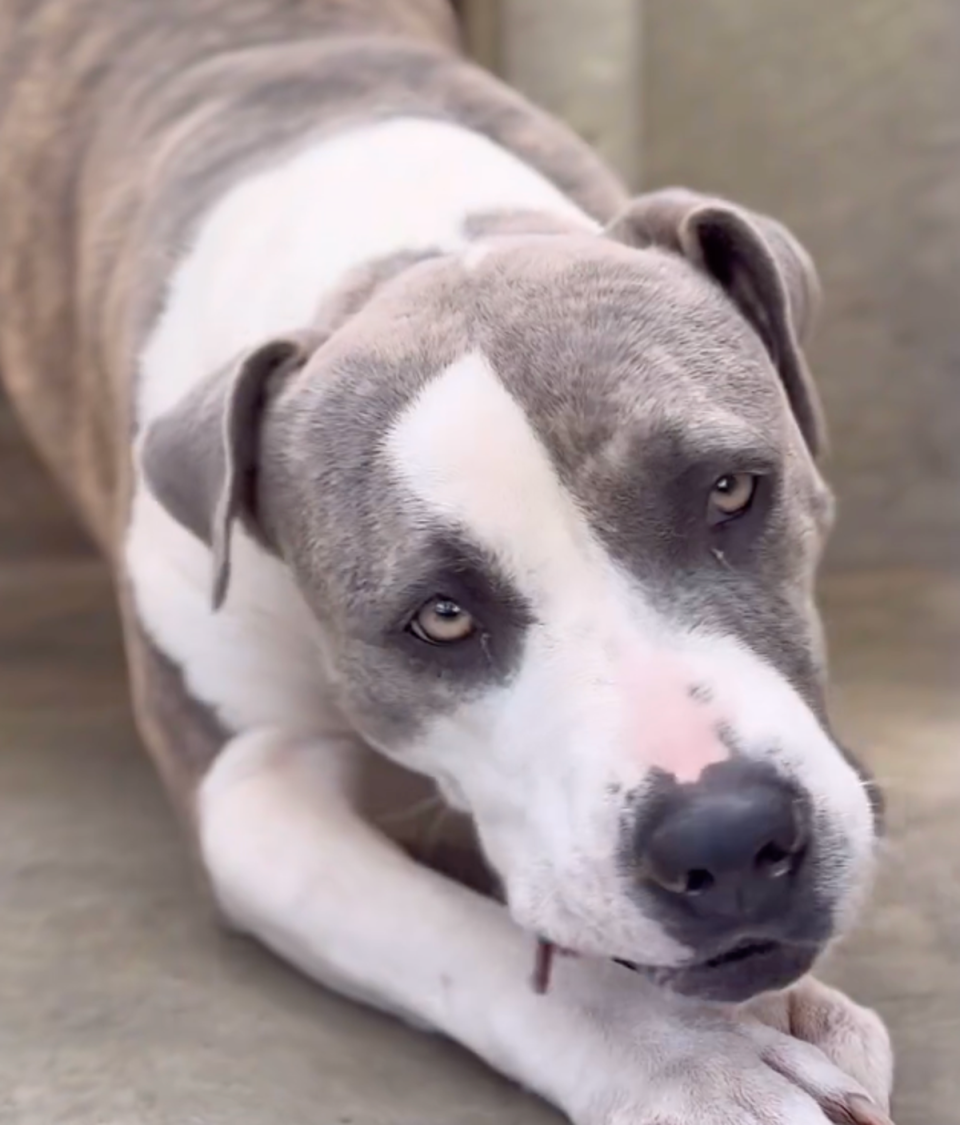 Sheba, pictured, was euthanized the same day LA Animal Control announced that all dogs with behavioral problems will be killed if not adopted or saved by an “authorized rescue group” within three days (Paw Pals South LA/Instagram)