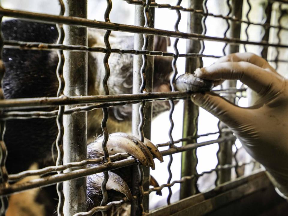 保育員表示提供蟲蟲餐給動物時，牠們很快就變成饕客了。（台北市立動物園提供）