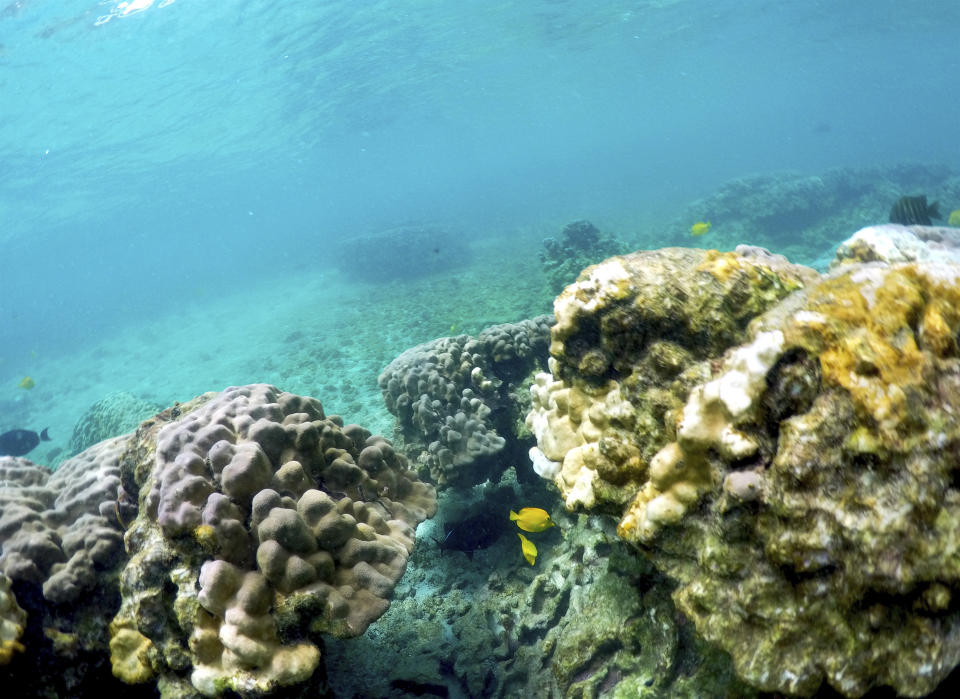 FILE - This Sept. 12, 2019, file photo shows bleaching coral in Kahala'u Bay in Kailua-Kona, Hawaii. Recent flooding in Hawaii caused widespread and obvious damage. But extreme regional rain events that are predicted to become more common with global warming do not only wreak havoc on land, the runoff from these increasingly severe storms is also threatening Hawaii's coral reefs. (AP Photo/Caleb Jones, File)