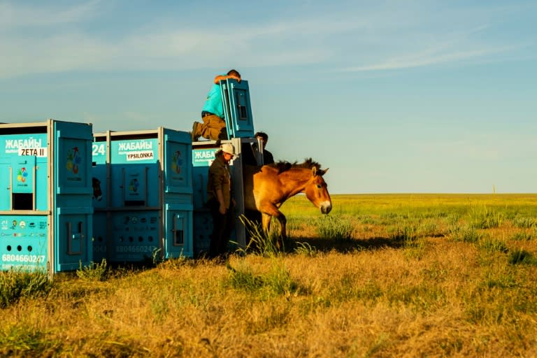 Des employés relâchent dans la nature un cheval de Przewalski aux abords de la ville d'Arqalyk, au Kazakhstan, le 4 juin 2024 (Abduaziz MADYAROV)