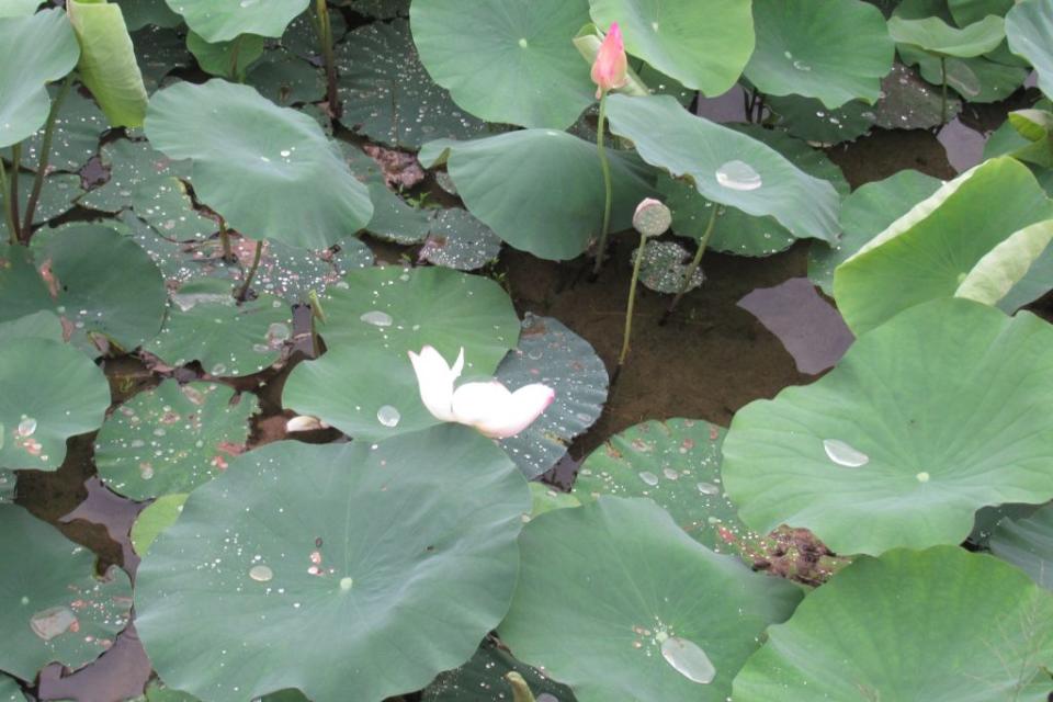 雨後，蓮葉上有雨珠，蓮花也更美。（記者陳佳伶攝）