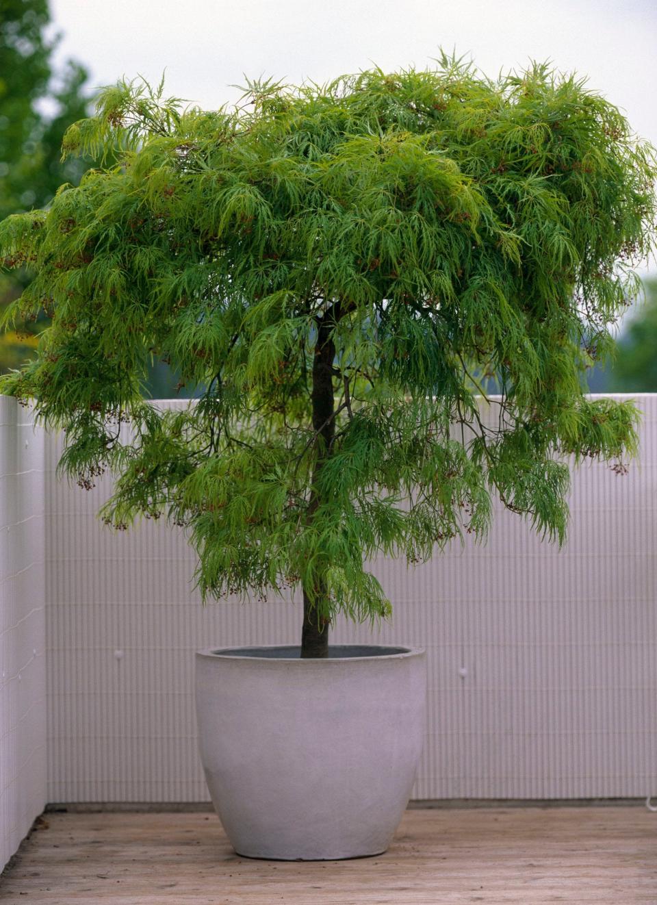 Acer palmatum 'Dissectum Viride' 