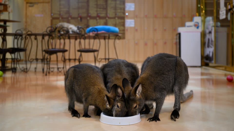 A group of wallabies eat at an animal cafe in Seoul, South Korea, on March 31, 2020. - Ed Jones/AFP/Getty Images